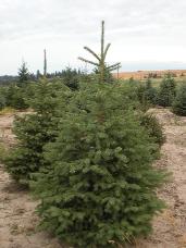 Engelmann Spruce